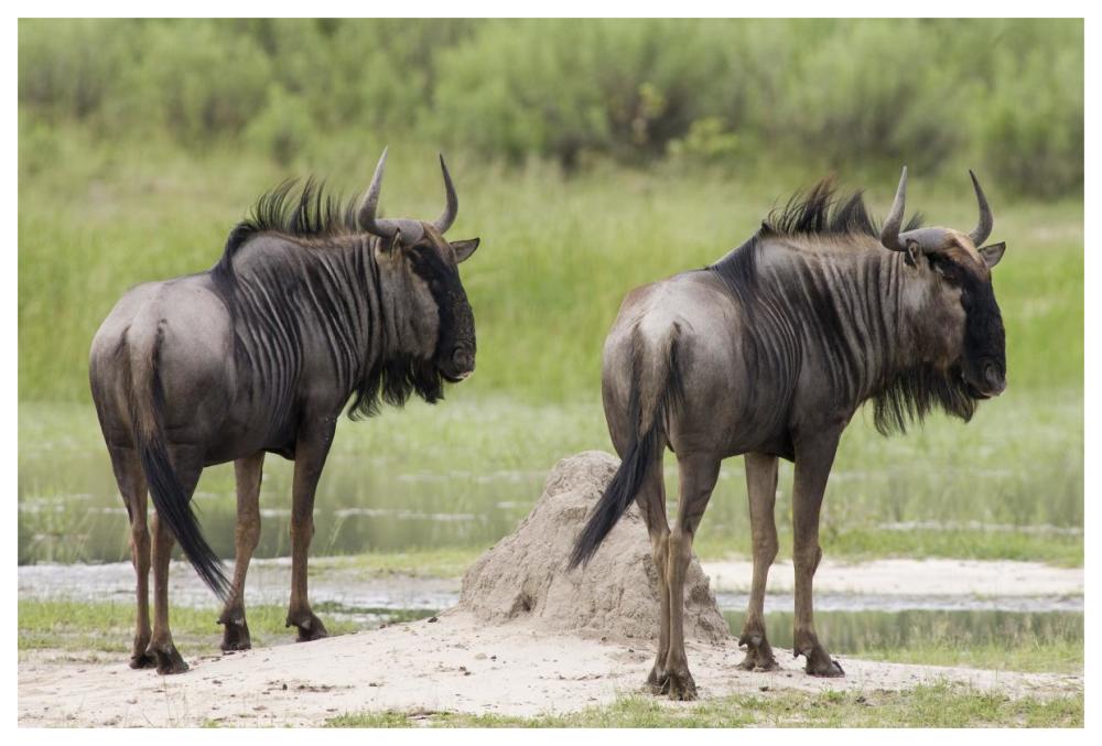 Blue Wildebeest Pair, Okavango Delta, Botswana-Paper Art-62X42