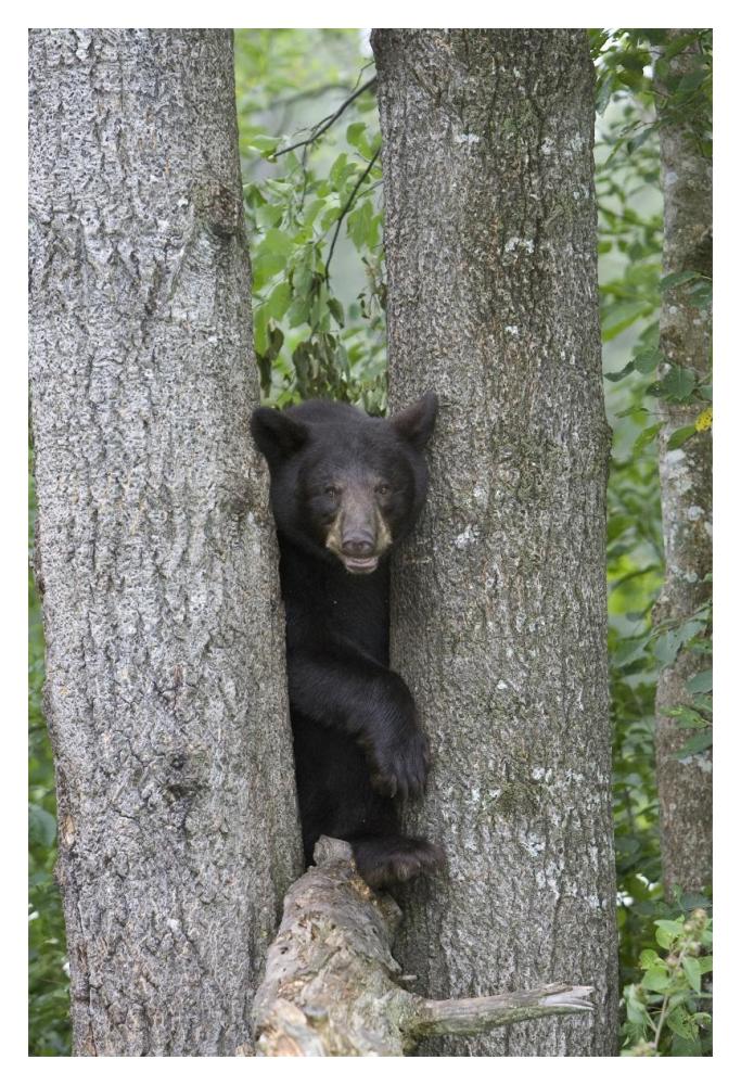 Black Bear Juvenile Male In Tree, Orr, Minnesota-Paper Art-14X20