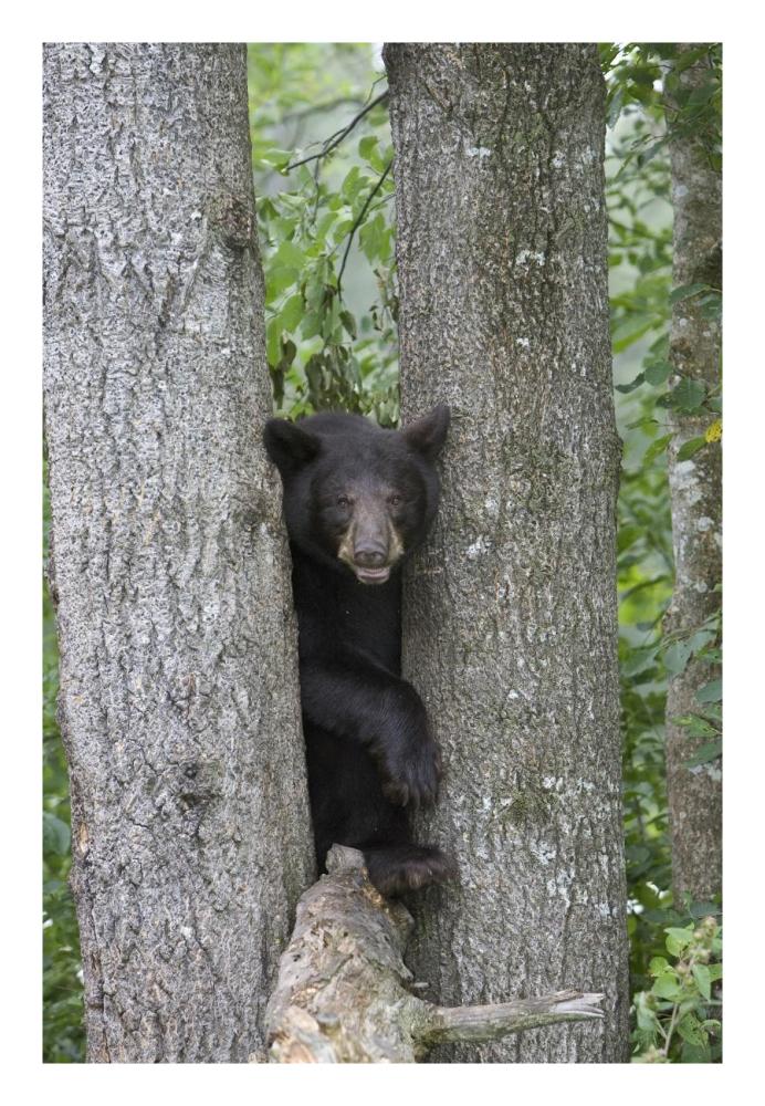 Black Bear Juvenile Male In Tree, Orr, Minnesota-Paper Art-18X26