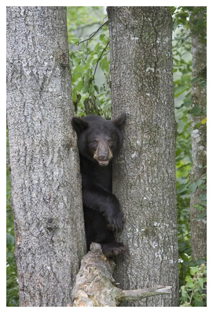 Black Bear Juvenile Male In Tree, Orr, Minnesota-Paper Art-34X50