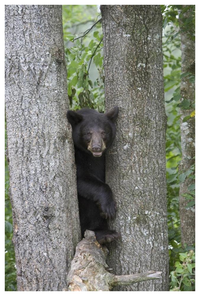 Black Bear Juvenile Male In Tree, Orr, Minnesota-Paper Art-42X62