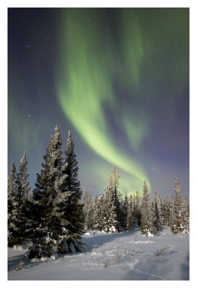 Northern Lights Over Boreal Forest, North America-Paper Art-14X20