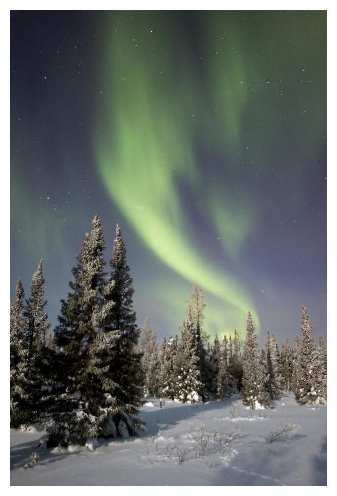 Northern Lights Over Boreal Forest, North America-Paper Art-34X50