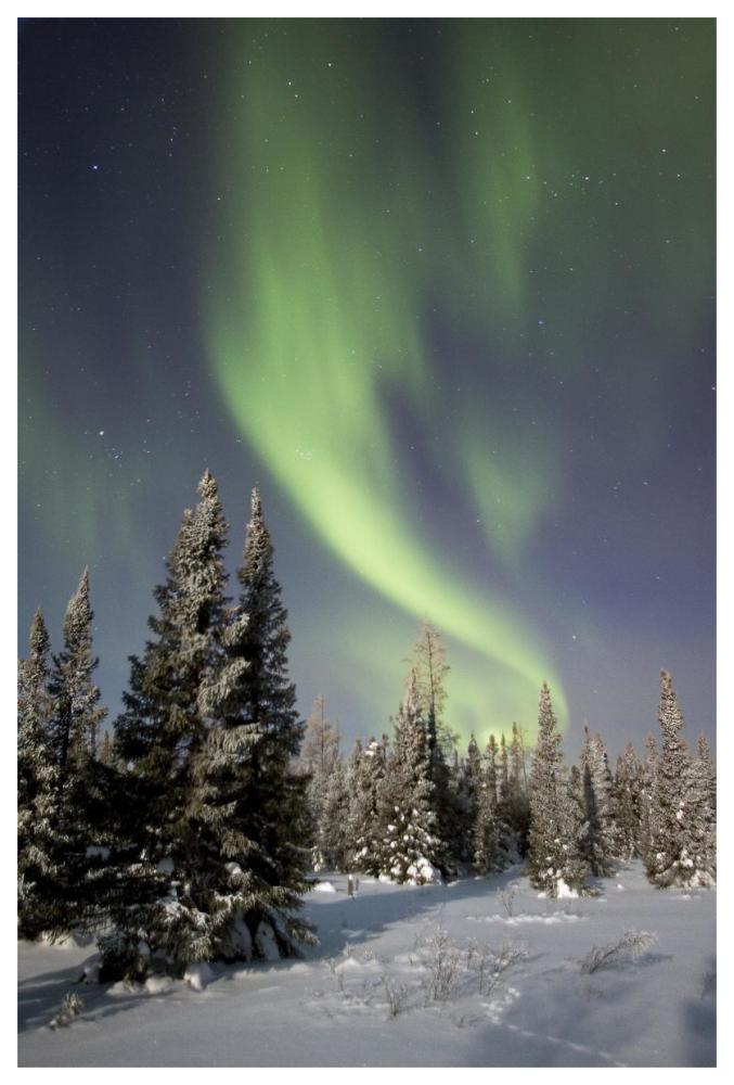 Northern Lights Over Boreal Forest, North America-Paper Art-42X62