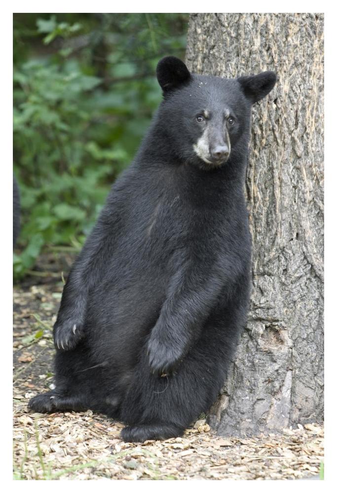 Black Bear Cub Leaning Against Tree, Orr, Minnesota-Paper Art-14X20