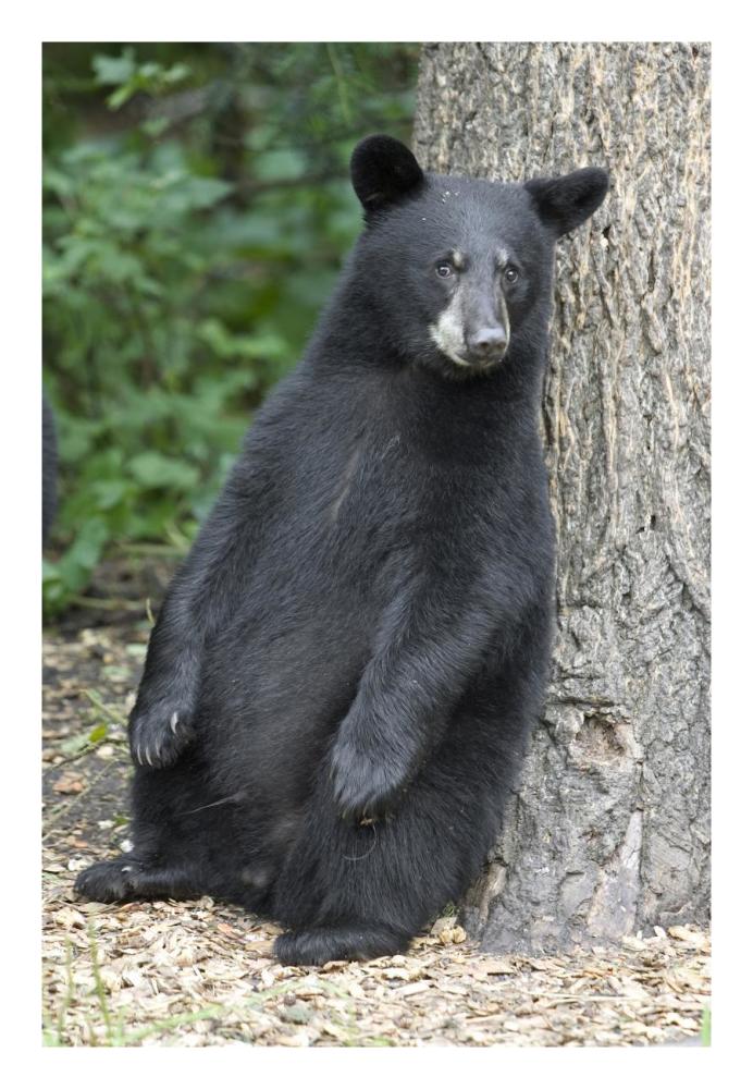 Black Bear Cub Leaning Against Tree, Orr, Minnesota-Paper Art-18X26