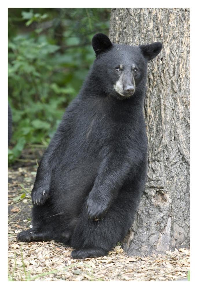 Black Bear Cub Leaning Against Tree, Orr, Minnesota-Paper Art-26X38