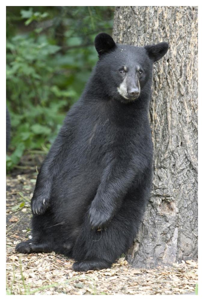 Black Bear Cub Leaning Against Tree, Orr, Minnesota-Paper Art-34X50