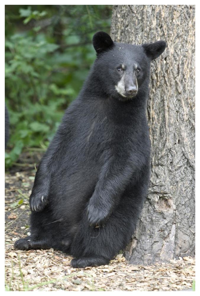 Black Bear Cub Leaning Against Tree, Orr, Minnesota-Paper Art-42X62