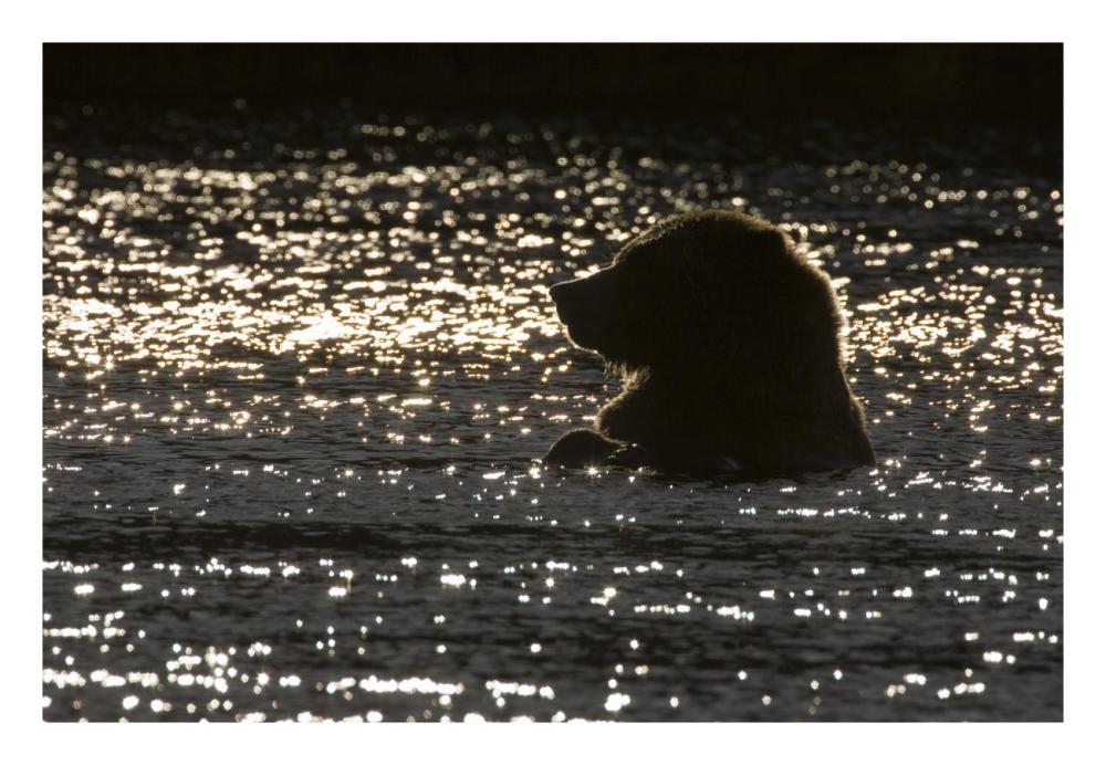 Grizzly Bear In Water, Katmai National Park, Alaska-Paper Art-26X18