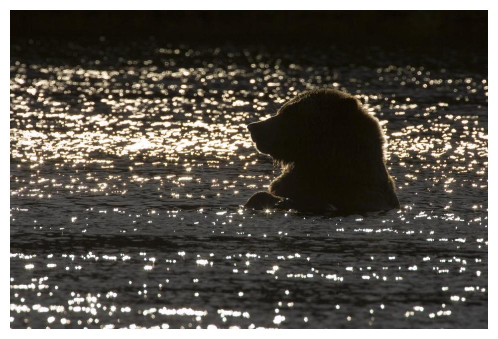 Grizzly Bear In Water, Katmai National Park, Alaska-Paper Art-50X34