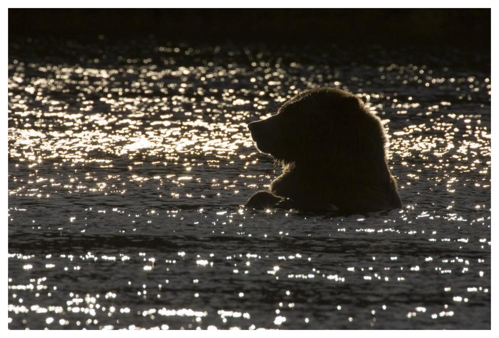 Grizzly Bear In Water, Katmai National Park, Alaska-Paper Art-62X42
