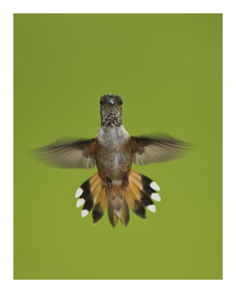 Rufous Hummingbird Hovering, Stikine River Delta, Alaska-Paper Art-18X22