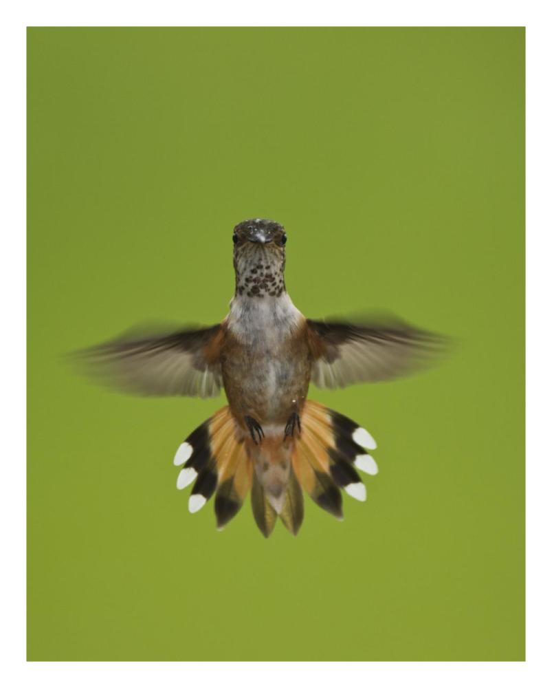 Rufous Hummingbird Hovering, Stikine River Delta, Alaska-Paper Art-22X26