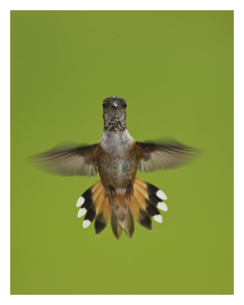 Rufous Hummingbird Hovering, Stikine River Delta, Alaska-Paper Art-24X30