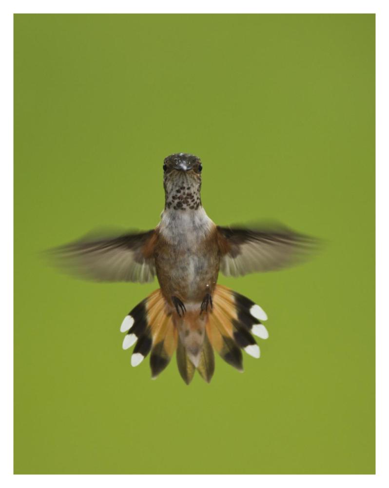 Rufous Hummingbird Hovering, Stikine River Delta, Alaska-Paper Art-30X37
