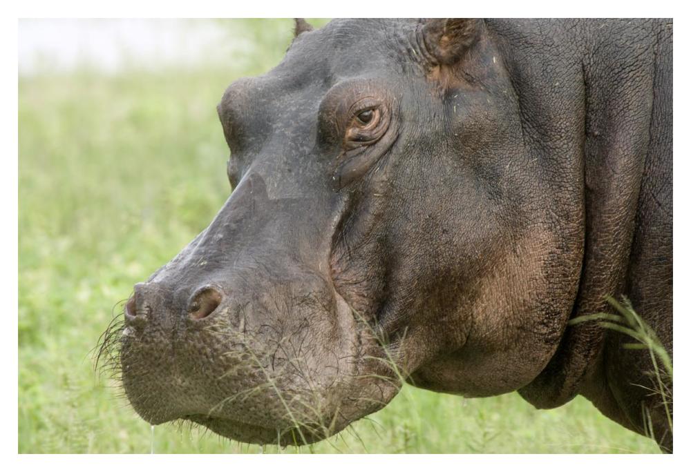Hippopotamus Face Showing Whiskers, Okavango Delta, Botswana-Paper Art-20X14