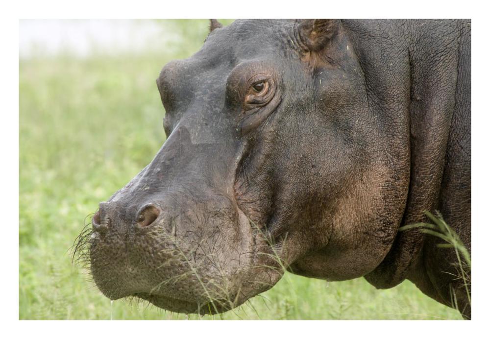 Hippopotamus Face Showing Whiskers, Okavango Delta, Botswana-Paper Art-26X18