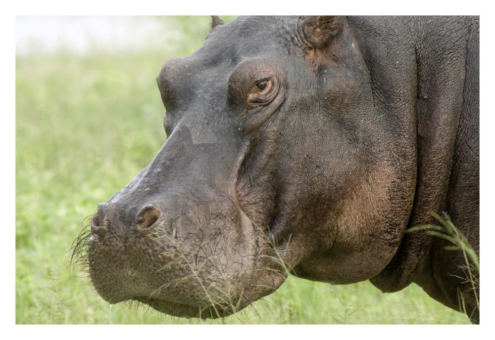 Hippopotamus Face Showing Whiskers, Okavango Delta, Botswana-Paper Art-32X22
