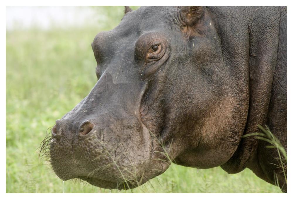 Hippopotamus Face Showing Whiskers, Okavango Delta, Botswana-Paper Art-50X34