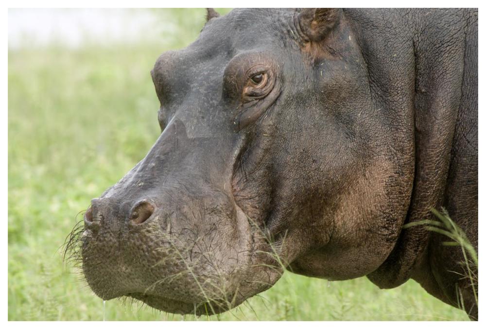 Hippopotamus Face Showing Whiskers, Okavango Delta, Botswana-Paper Art-62X42