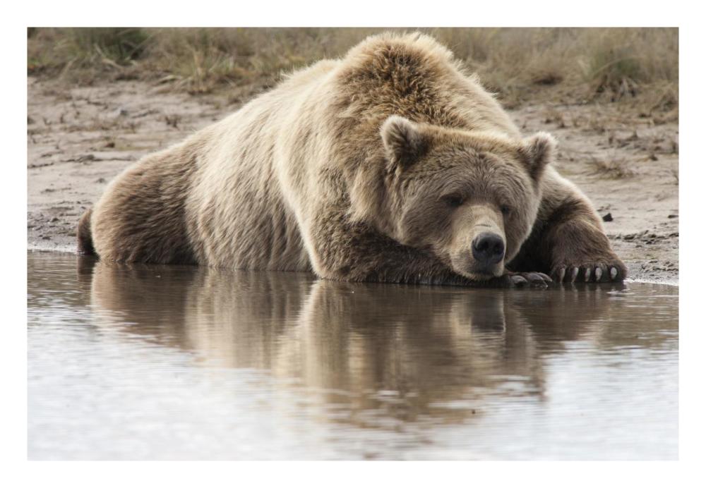 Grizzly Bear Sleeping On Shore, Katmai National Park, Alaska-Paper Art-26X18