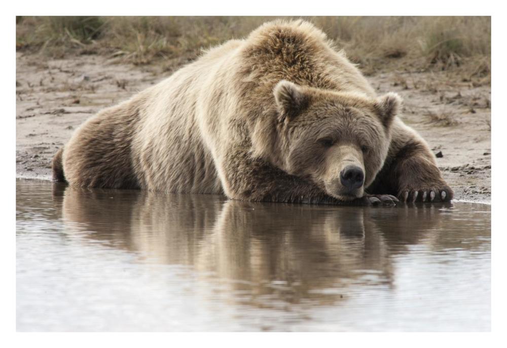 Grizzly Bear Sleeping On Shore, Katmai National Park, Alaska-Paper Art-32X22