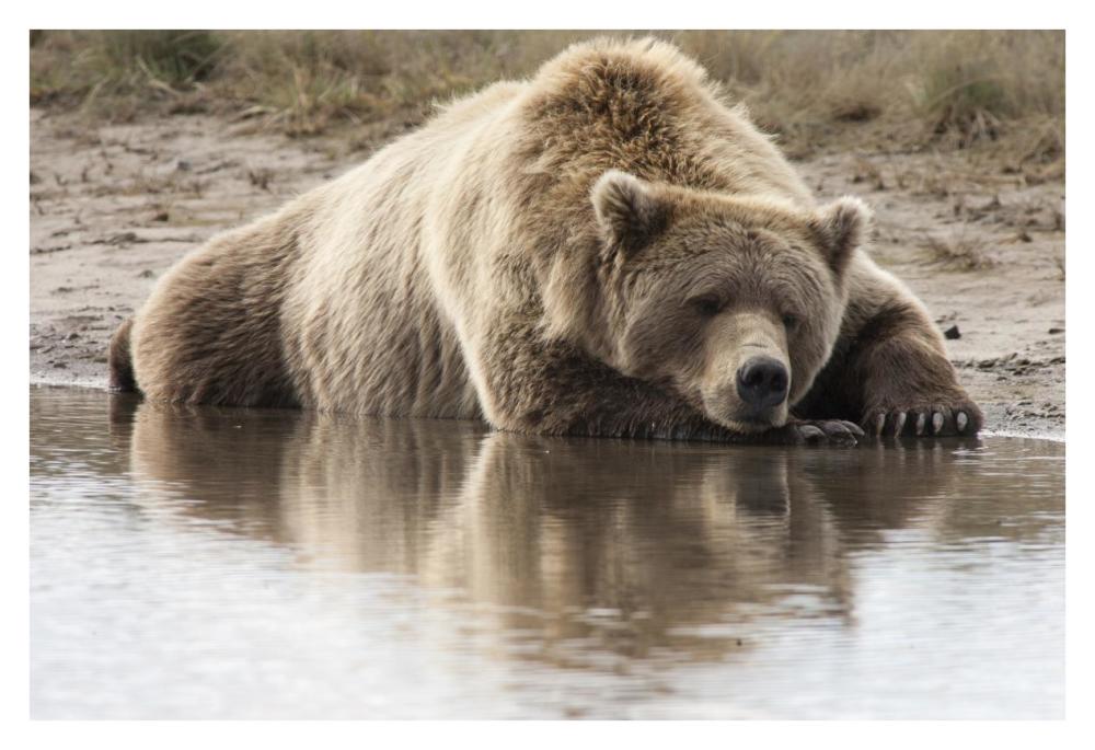 Grizzly Bear Sleeping On Shore, Katmai National Park, Alaska-Paper Art-38X26