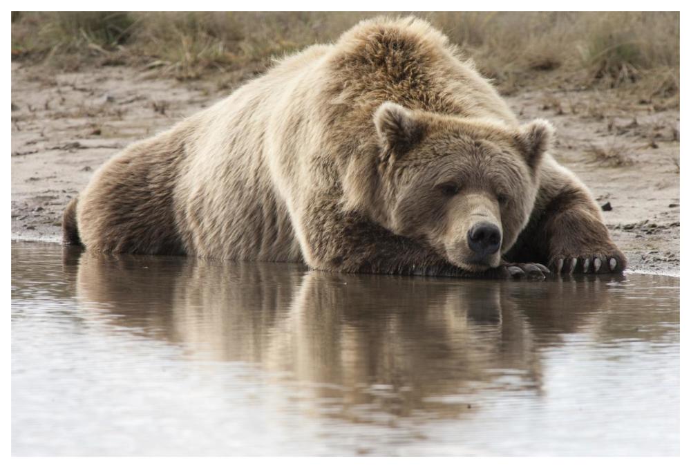 Grizzly Bear Sleeping On Shore, Katmai National Park, Alaska-Paper Art-62X42