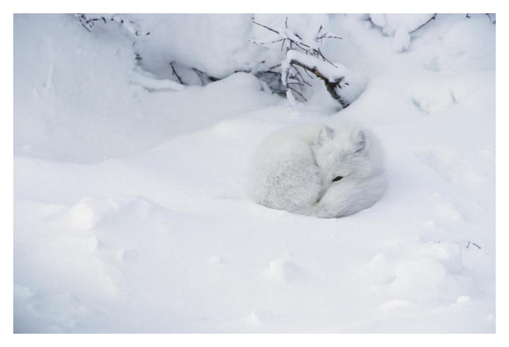 Arctic Fox Curled Up In The Snow, Churchill, Manitoba, Canada-Paper Art-20X14