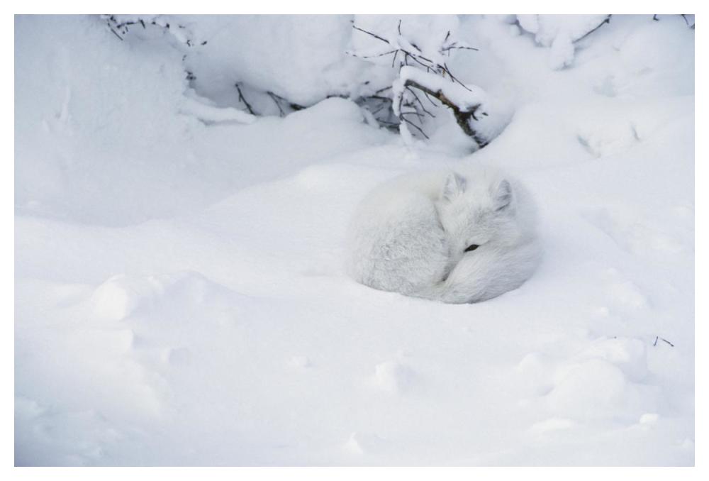 Arctic Fox Curled Up In The Snow, Churchill, Manitoba, Canada-Paper Art-50X34