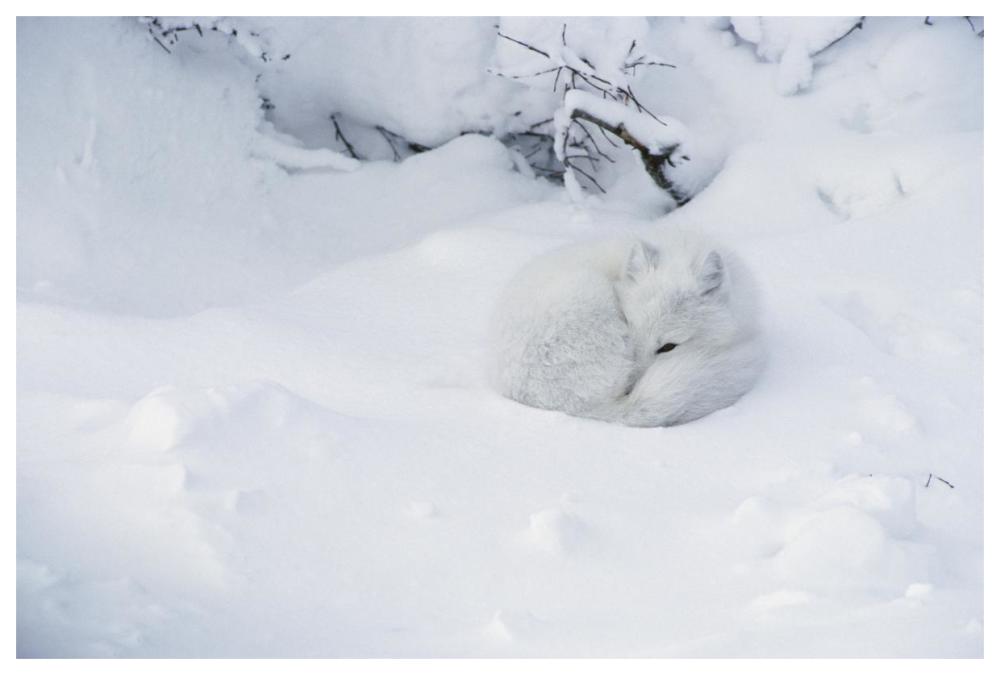 Arctic Fox Curled Up In The Snow, Churchill, Manitoba, Canada-Paper Art-62X42