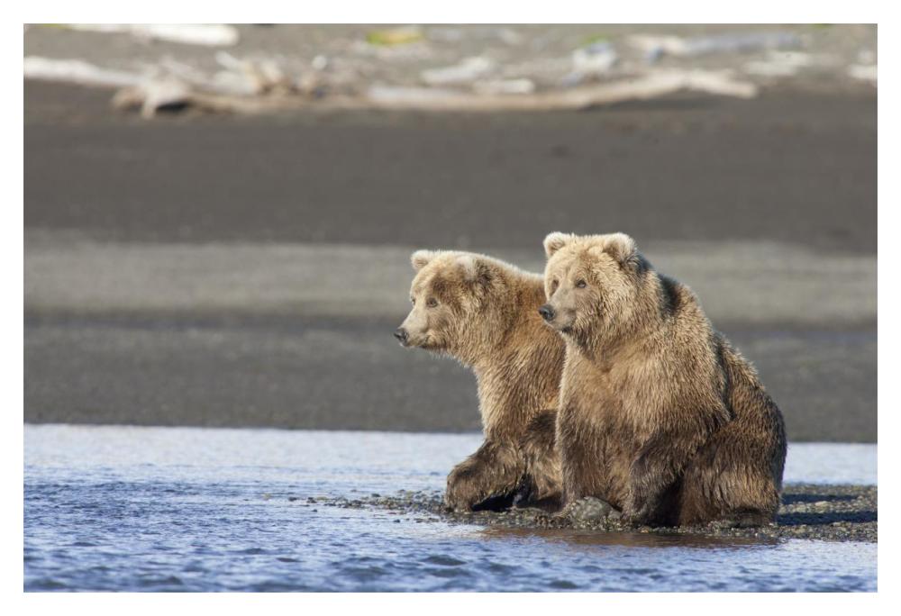 Grizzly Bear Yearlings On Shore, Katmai National Park, Alaska-Paper Art-20X14