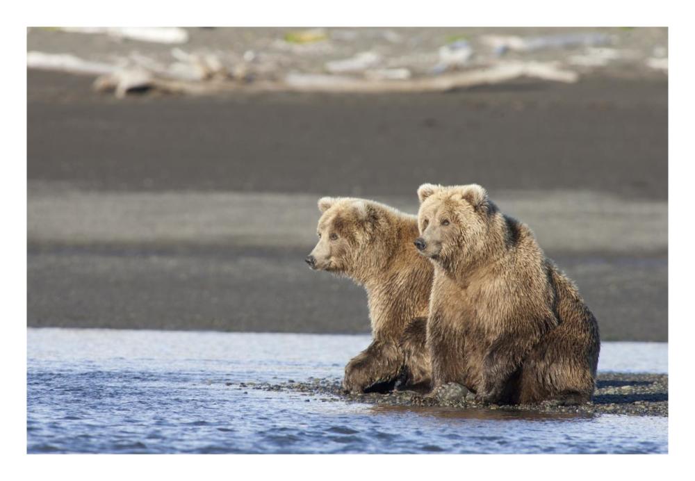 Grizzly Bear Yearlings On Shore, Katmai National Park, Alaska-Paper Art-26X18