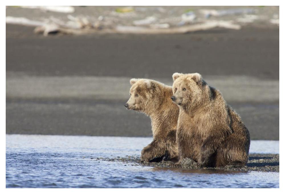 Grizzly Bear Yearlings On Shore, Katmai National Park, Alaska-Paper Art-50X34