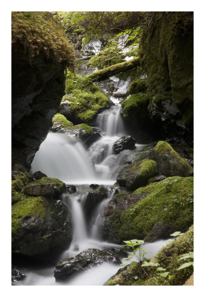 Cascading Creek In Temperate Rainforest Interior, Sitka, Alaska-Paper Art-18X26