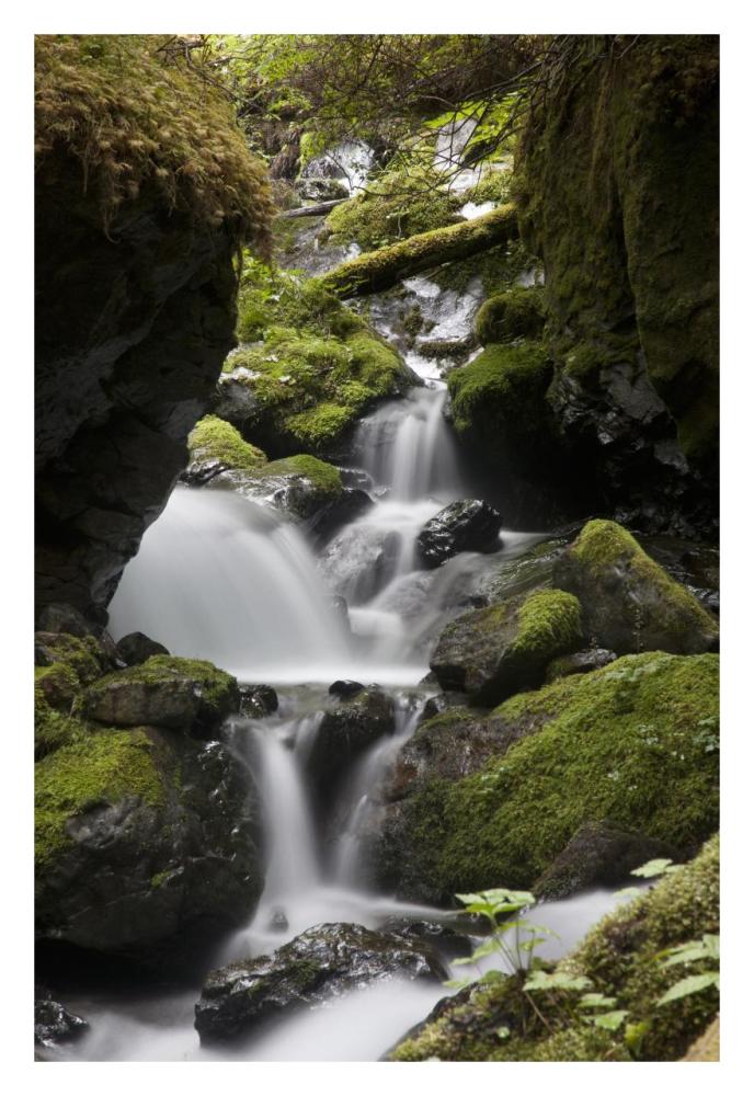 Cascading Creek In Temperate Rainforest Interior, Sitka, Alaska-Paper Art-22X32