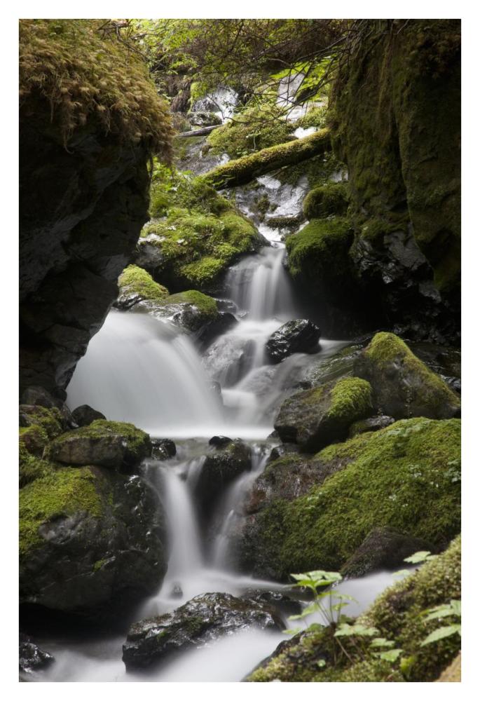 Cascading Creek In Temperate Rainforest Interior, Sitka, Alaska-Paper Art-26X38