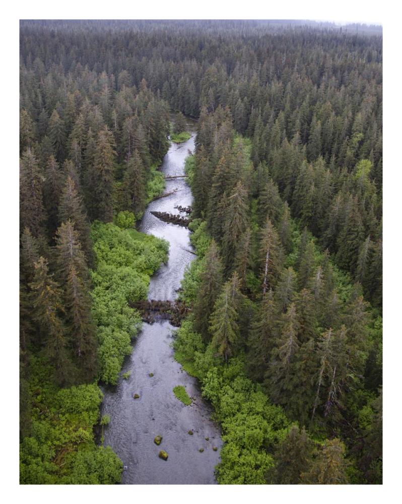 Stream And Boreal Forest, Tongass National Forest, Yakutat, Alaska-Paper Art-20X26