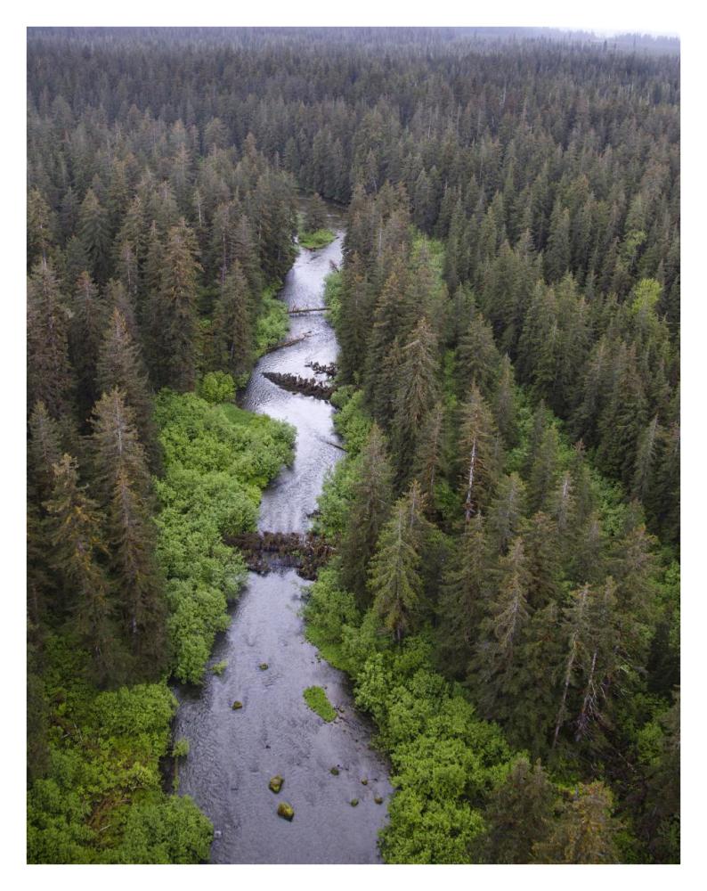 Stream And Boreal Forest, Tongass National Forest, Yakutat, Alaska-Paper Art-26X34
