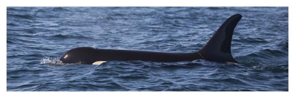 Orca Surfacing Showing Dorsal Fin In Queen Charlotte Sound, Canada-Paper Art-46X15.2