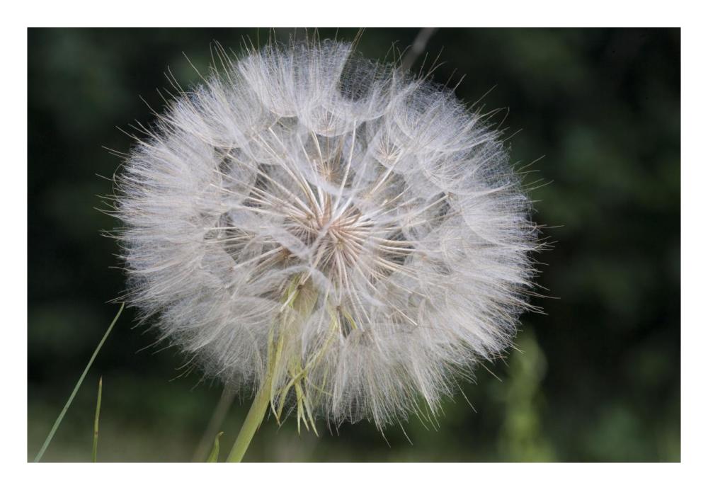 Dandelion Seed Head, Spruce Woods Provincial Park, Manitoba, Canada-Paper Art-26X18