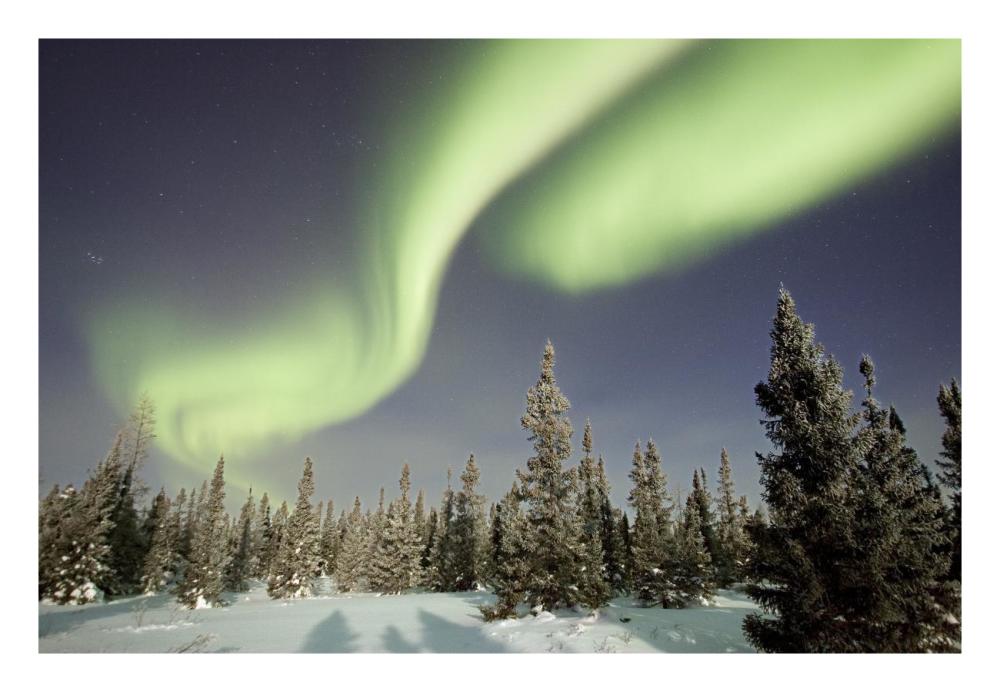 Northern Lights Or Aurora Borealis Over Boreal Forest, North America-Paper Art-26X18