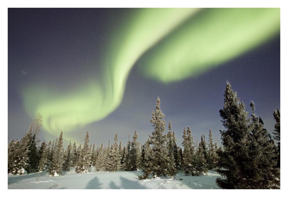 Northern Lights Or Aurora Borealis Over Boreal Forest, North America-Paper Art-38X26