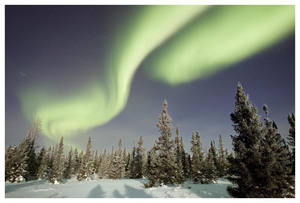 Northern Lights Or Aurora Borealis Over Boreal Forest, North America-Paper Art-62X42