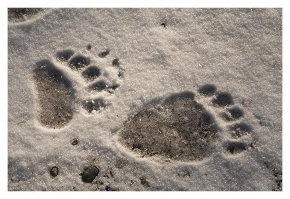 Grizzly Bear Front And Back Paw Prints, Katmai National Park, Alaska-Paper Art-20X14