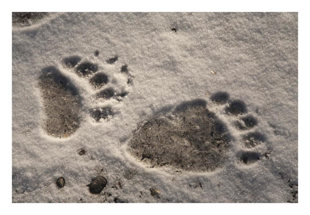 Grizzly Bear Front And Back Paw Prints, Katmai National Park, Alaska-Paper Art-26X18