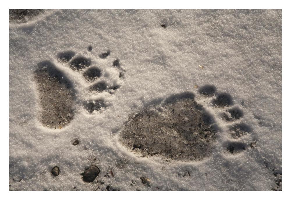 Grizzly Bear Front And Back Paw Prints, Katmai National Park, Alaska-Paper Art-32X22