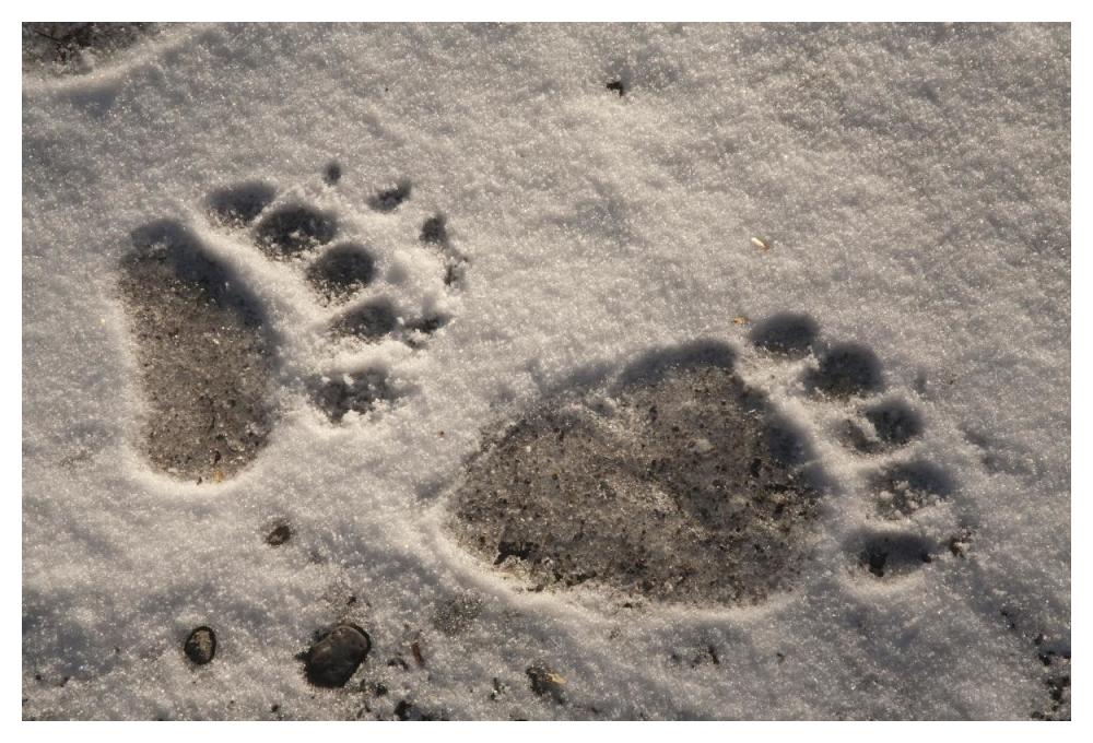 Grizzly Bear Front And Back Paw Prints, Katmai National Park, Alaska-Paper Art-50X34