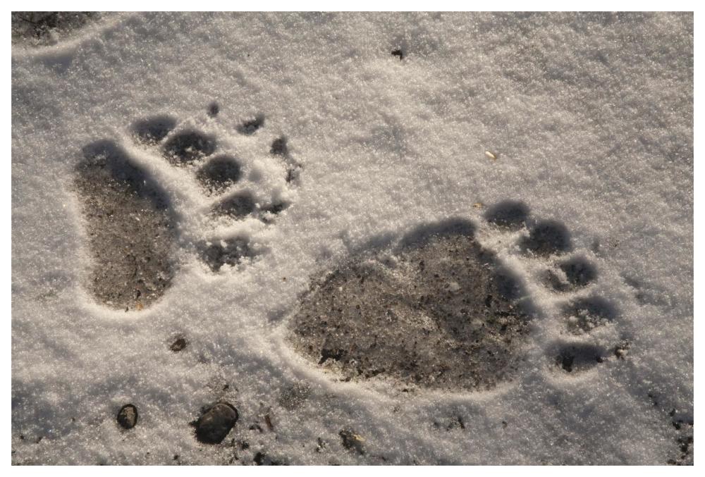 Grizzly Bear Front And Back Paw Prints, Katmai National Park, Alaska-Paper Art-62X42